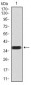 PLCG1 Antibody
